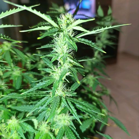 Ak-47 Auto growlog photo: Salve ✌🏾 resolvi voltar com as amarrar para entrar mais luz, primeira filha, minhas podas precisando ser melhoradas KKK com o tempo aprendo 😅