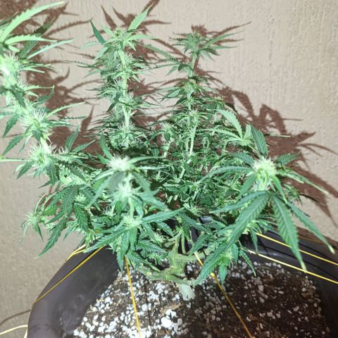 Ak-47 Auto growlog photo: Salve ✌🏾 resolvi voltar com as amarrar para entrar mais luz, primeira filha, minhas podas precisando ser melhoradas KKK com o tempo aprendo 😅