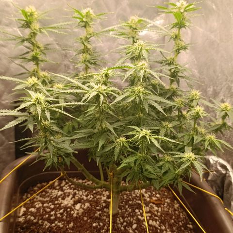 Ak-47 Auto growlog timeline photo