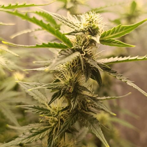 Ak-47 Auto growlog timeline photo