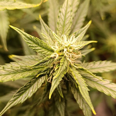 Ak-47 Auto growlog timeline photo