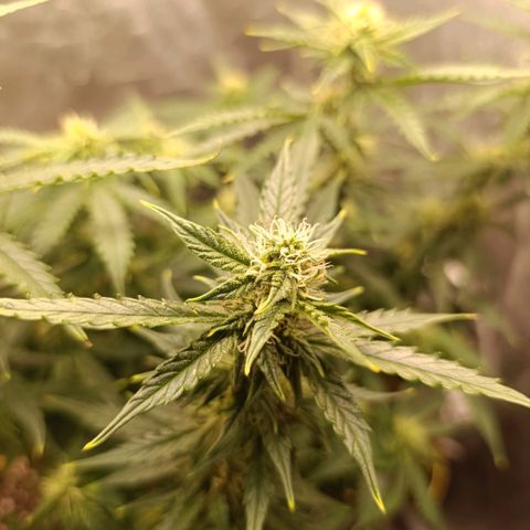 Ak-47 Auto growlog timeline photo