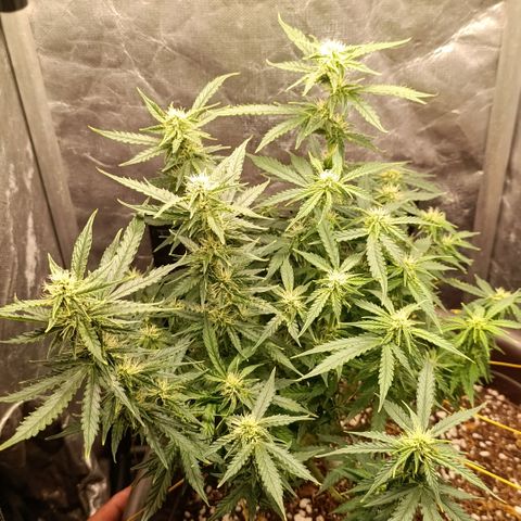 Ak-47 Auto growlog timeline photo