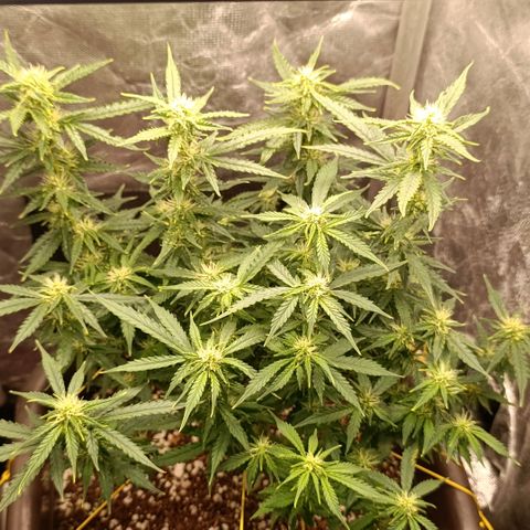 Ak-47 Auto growlog timeline photo