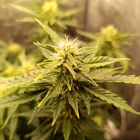 Ak-47 Auto growlog timeline photo