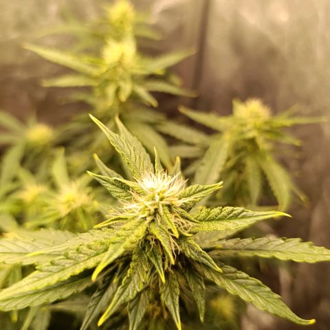 Ak-47 Auto growlog timeline photo