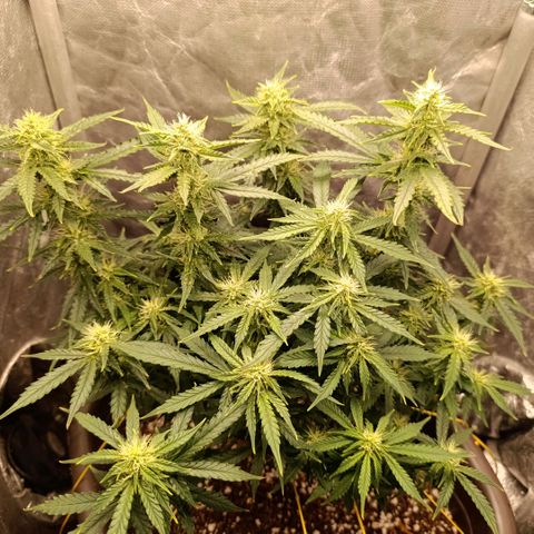 Ak-47 Auto growlog timeline photo