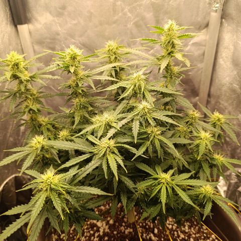 Ak-47 Auto growlog timeline photo