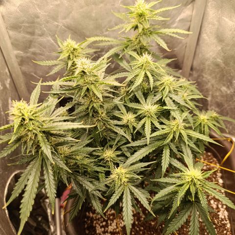 Ak-47 Auto growlog timeline photo