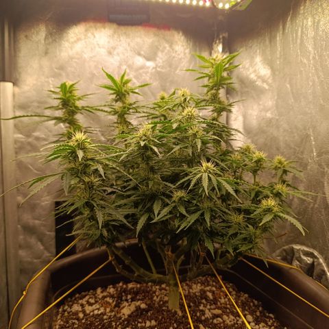 Ak-47 Auto growlog timeline photo