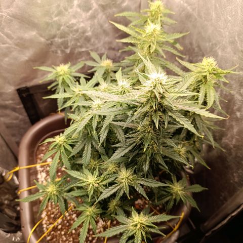 Ak-47 Auto growlog timeline photo
