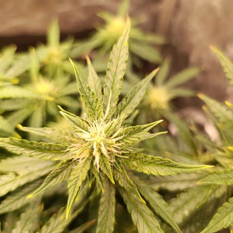 Ak-47 Auto growlog timeline photo