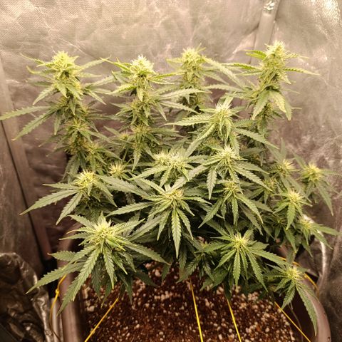 Ak-47 Auto growlog timeline photo
