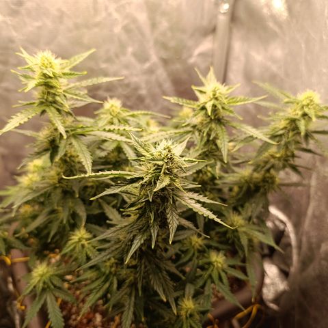 Ak-47 Auto growlog timeline photo