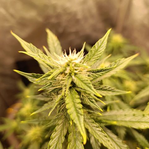 Ak-47 Auto growlog timeline photo