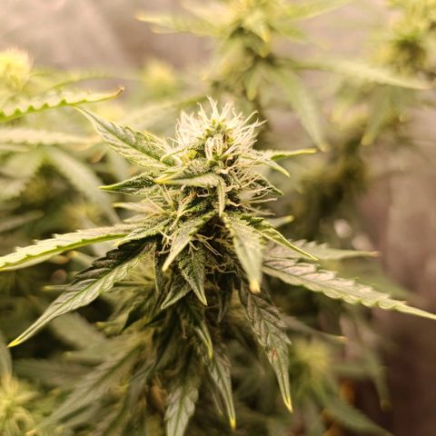 Ak-47 Auto growlog timeline photo