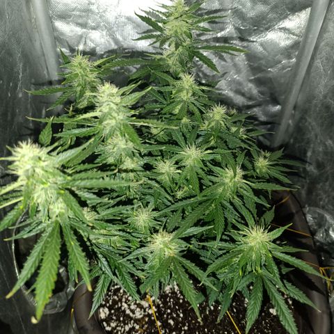 Ak-47 Auto growlog photo: Salve ✌🏾 Acredito q seja as últimas 4 semanas até a faca, ela está secando a terra bem mais rápido, estou subindo o Fert para chegar em 10 ml, já iria fazer na próxima porém como meu primeiro cultivo e está indo tudo bem vou subir Aos poucos nas próximas 3 regas 