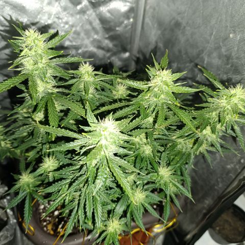 Ak-47 Auto growlog photo: Salve ✌🏾 Acredito q seja as últimas 4 semanas até a faca, ela está secando a terra bem mais rápido, estou subindo o Fert para chegar em 10 ml, já iria fazer na próxima porém como meu primeiro cultivo e está indo tudo bem vou subir Aos poucos nas próximas 3 regas 