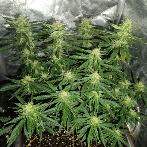 Ak-47 Auto growlog photo: Salve ✌🏾 Acredito q seja as últimas 4 semanas até a faca, ela está secando a terra bem mais rápido, estou subindo o Fert para chegar em 10 ml, já iria fazer na próxima porém como meu primeiro cultivo e está indo tudo bem vou subir Aos poucos nas próximas 3 regas 