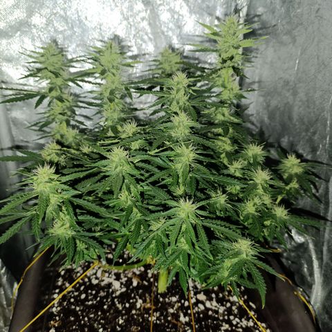 Ak-47 Auto growlog photo: Salve ✌🏾 Acredito q seja as últimas 4 semanas até a faca, ela está secando a terra bem mais rápido, estou subindo o Fert para chegar em 10 ml, já iria fazer na próxima porém como meu primeiro cultivo e está indo tudo bem vou subir Aos poucos nas próximas 3 regas 