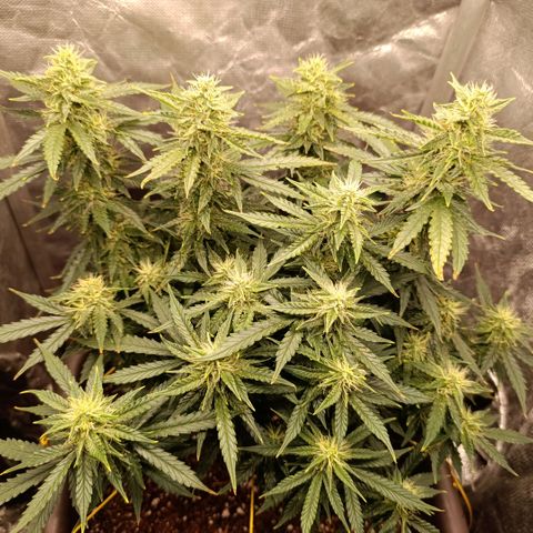 Ak-47 Auto growlog timeline photo