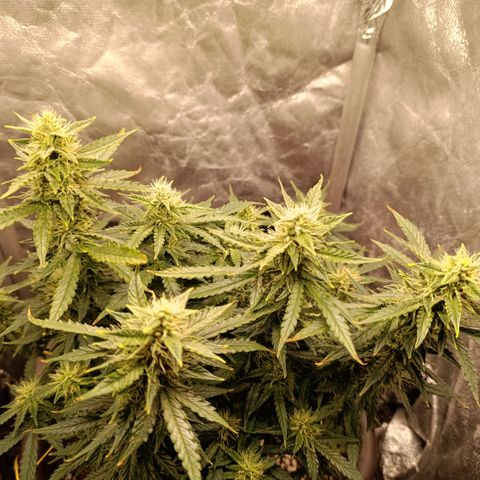 Ak-47 Auto growlog timeline photo
