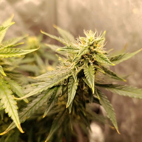 Ak-47 Auto growlog timeline photo