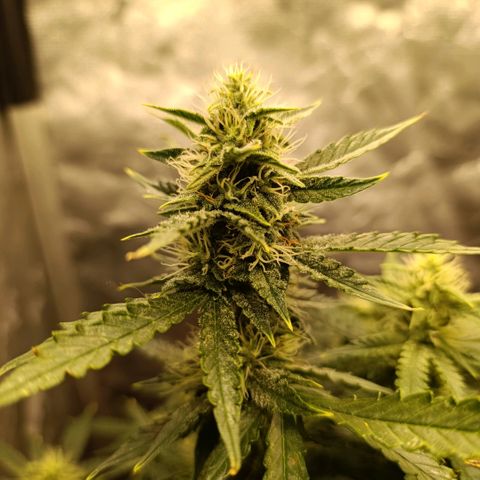 Ak-47 Auto growlog timeline photo