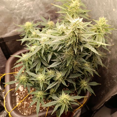 Ak-47 Auto growlog timeline photo