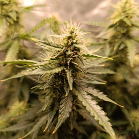 Ak-47 Auto growlog timeline photo