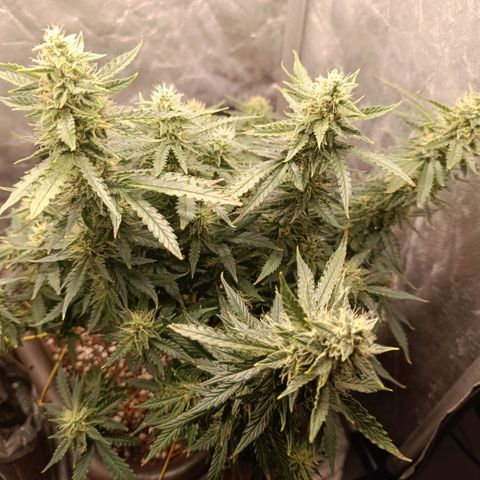 Ak-47 Auto growlog timeline photo