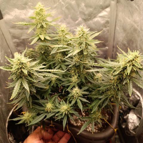Ak-47 Auto growlog timeline photo