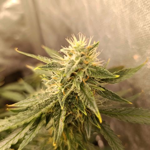 Ak-47 Auto growlog timeline photo