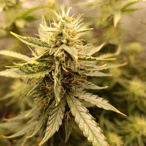 Ak-47 Auto growlog timeline photo
