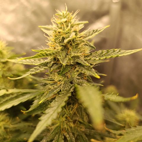 Ak-47 Auto growlog timeline photo