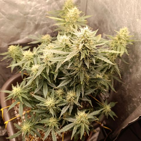 Ak-47 Auto growlog timeline photo