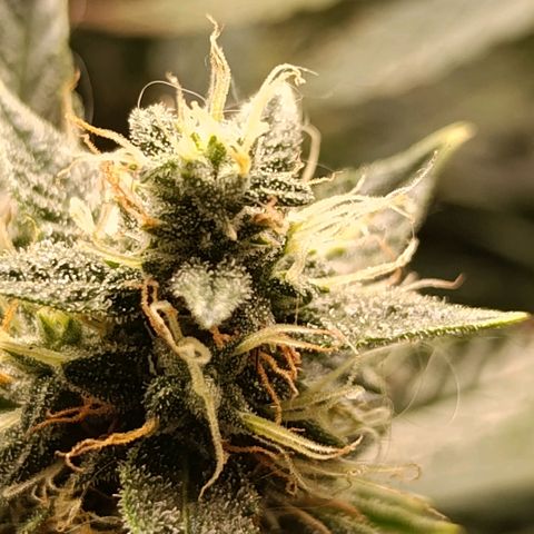 Ak-47 Auto growlog photo: Salve hoje infelizmente ouvi um problema, ela ficou 7 horas sem o led porém pelo menos deixei na janela pra tomar Luz por umas 5 horas, e tive q mudar ela de ambiente Tentei regular o VPD para ela sofrer o menos possível e stressar ....