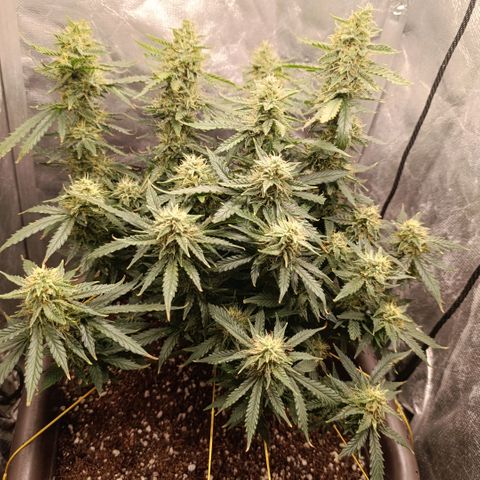 Ak-47 Auto growlog photo: Salve hoje infelizmente ouvi um problema, ela ficou 7 horas sem o led porém pelo menos deixei na janela pra tomar Luz por umas 5 horas, e tive q mudar ela de ambiente Tentei regular o VPD para ela sofrer o menos possível e stressar ....