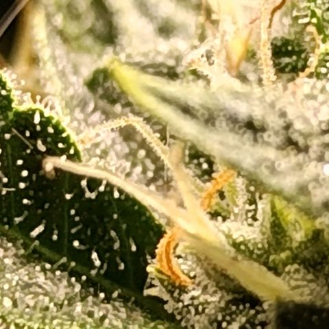Ak-47 Auto growlog photo: Salve hoje infelizmente ouvi um problema, ela ficou 7 horas sem o led porém pelo menos deixei na janela pra tomar Luz por umas 5 horas, e tive q mudar ela de ambiente Tentei regular o VPD para ela sofrer o menos possível e stressar ....