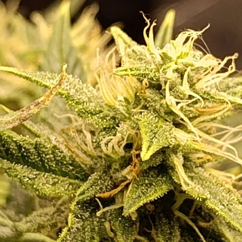 Ak-47 Auto growlog photo: Salve hoje infelizmente ouvi um problema, ela ficou 7 horas sem o led porém pelo menos deixei na janela pra tomar Luz por umas 5 horas, e tive q mudar ela de ambiente Tentei regular o VPD para ela sofrer o menos possível e stressar ....