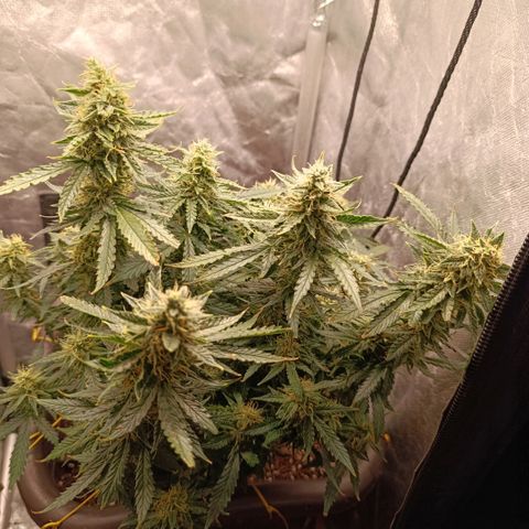 Ak-47 Auto growlog photo: Salve hoje infelizmente ouvi um problema, ela ficou 7 horas sem o led porém pelo menos deixei na janela pra tomar Luz por umas 5 horas, e tive q mudar ela de ambiente Tentei regular o VPD para ela sofrer o menos possível e stressar ....