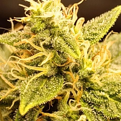Ak-47 Auto growlog photo: Salve hoje infelizmente ouvi um problema, ela ficou 7 horas sem o led porém pelo menos deixei na janela pra tomar Luz por umas 5 horas, e tive q mudar ela de ambiente Tentei regular o VPD para ela sofrer o menos possível e stressar ....