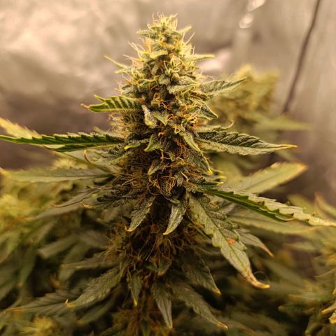 Ak-47 Auto growlog timeline photo