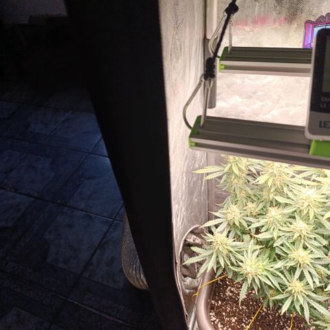 Ak-47 Auto growlog timeline photo