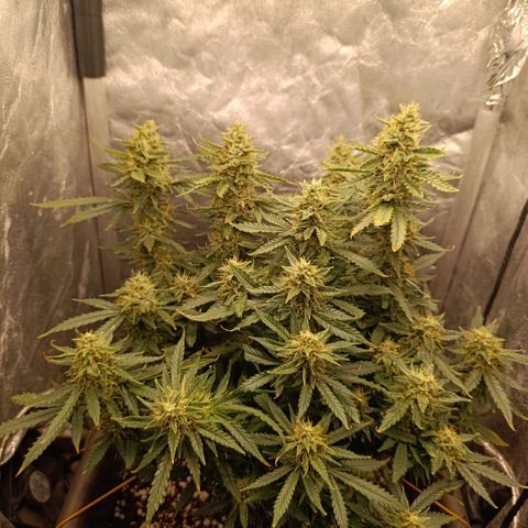 Ak-47 Auto growlog timeline photo