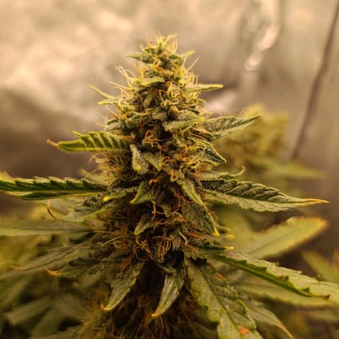 Ak-47 Auto growlog timeline photo