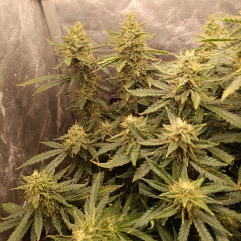 Ak-47 Auto growlog timeline photo