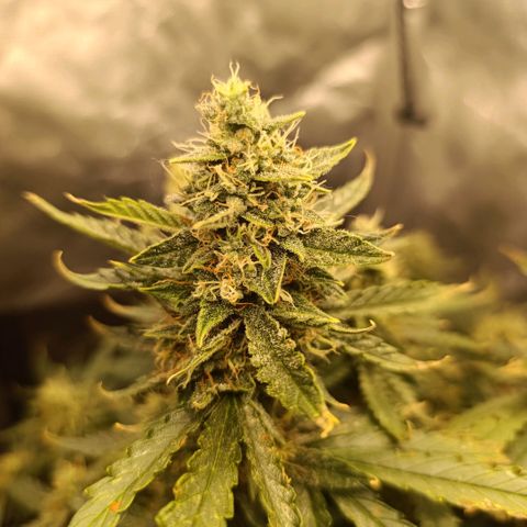 Ak-47 Auto growlog timeline photo
