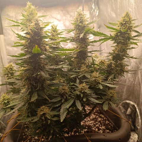 Ak-47 Auto growlog timeline photo