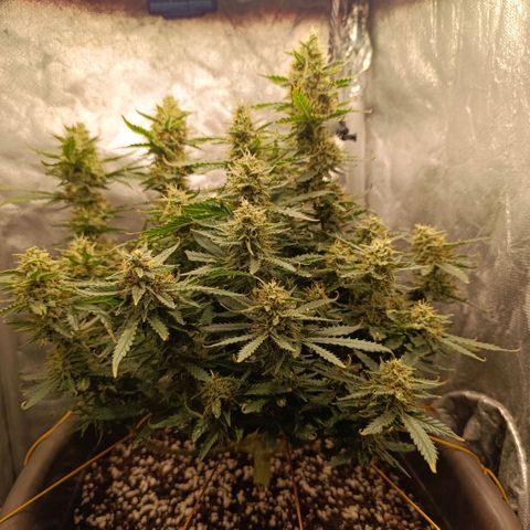 Ak-47 Auto growlog timeline photo